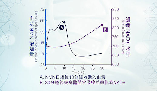 NMN直接提高NAD+水平，從而保持人體細胞的活力。
