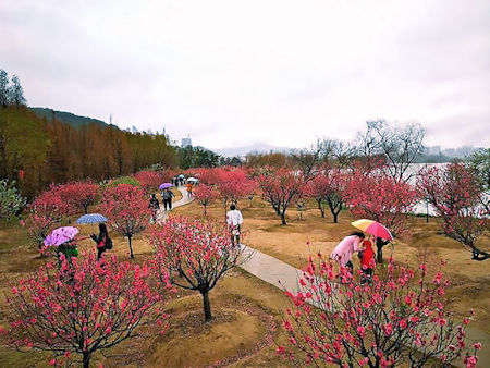 島上種了800多株桃樹，花開時十分艷麗。
