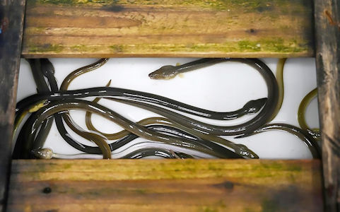 用鱔魚入饌是台山人喜愛的菜式。