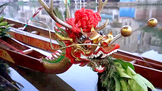 肇慶金利鎮的龍舟活動已有200多年歷史。