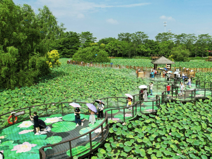 廣州南沙濕地九曲蓮花橋是賞荷花打卡熱點。（圖片：受訪者供圖）